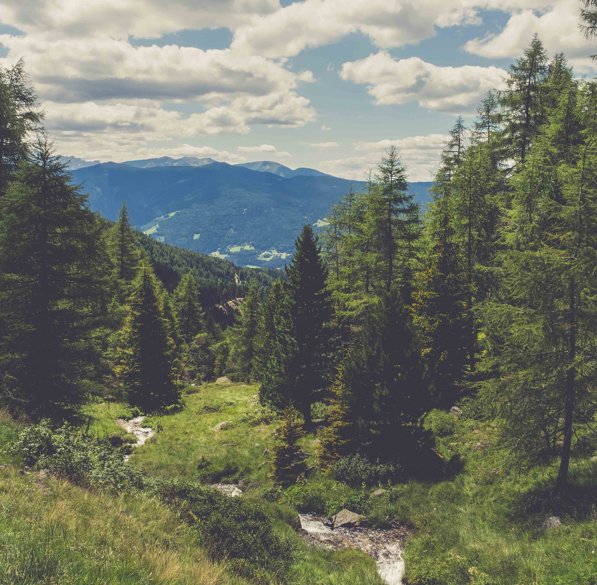 paisagem de floresta